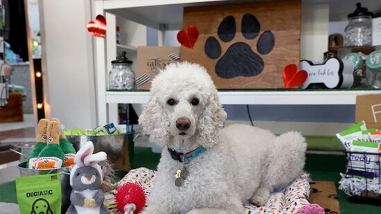 Gus's Place Dog Store