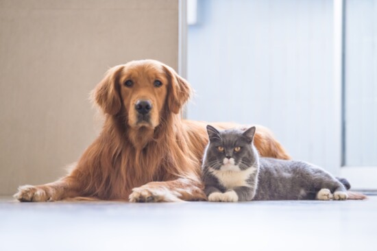 Dog and cat together.