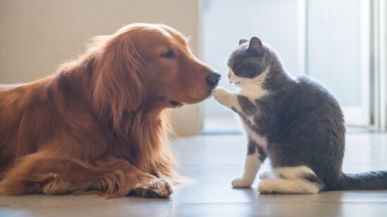 Dog and cat together.