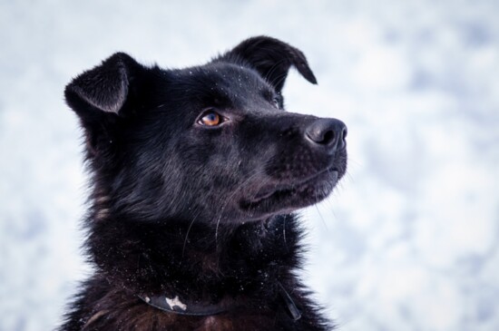 Dog at shelter.