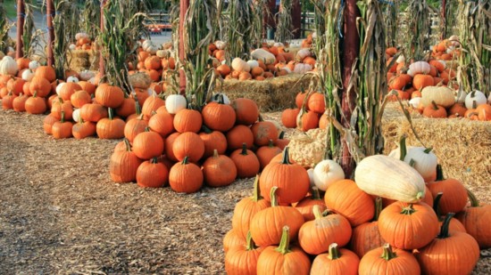 The perfect spot for family photos, Silverman's Farm is the most picturesque autumn backdrop you can fathom. Photo by Jon Wason