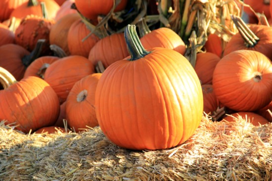 Think you have a good eye? If you guess the weight of your pumpkin within 2 ounces, you get it for free! Photo by Jon Wason