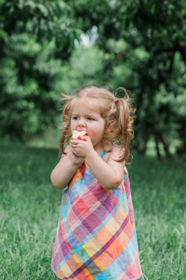 Apple picking season runs from early August to early November