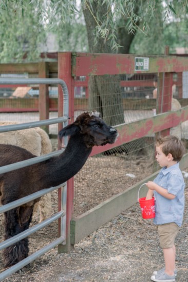 The petting zoo at Silverman's Farm 