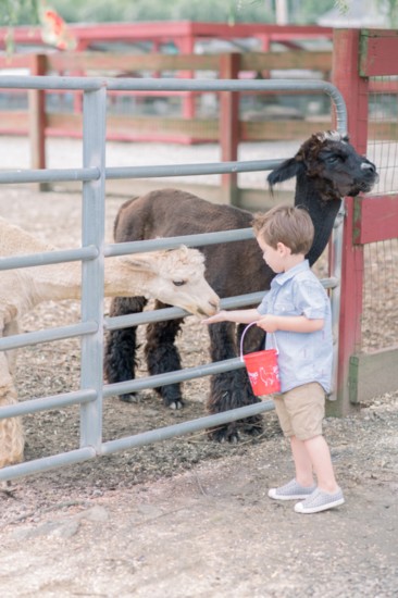 The petting zoo at Silverman's Farm 