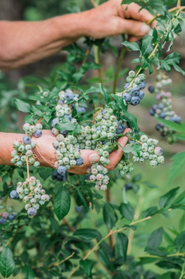 Blueberries ripen on the vine