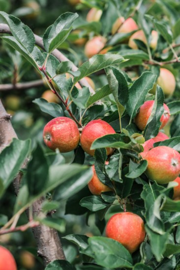Apple picking season runs from early August to early November