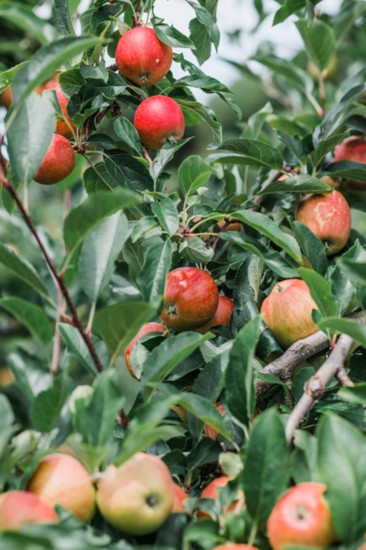 Apple picking season runs from early August to early November