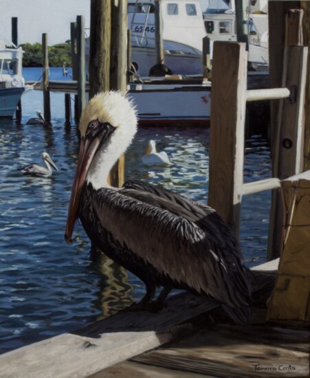 Pelican