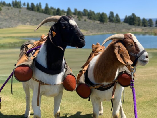 Goat Caddies Bruce & Mike