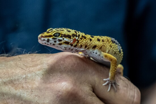 exotic pets 