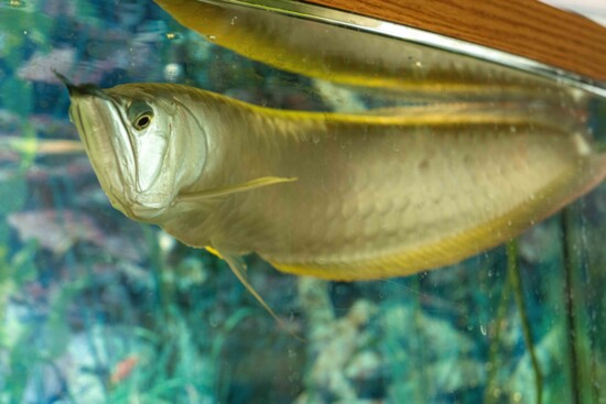fun fish 