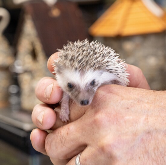 happy hedgehogs 