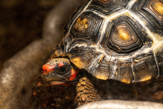 turtle power