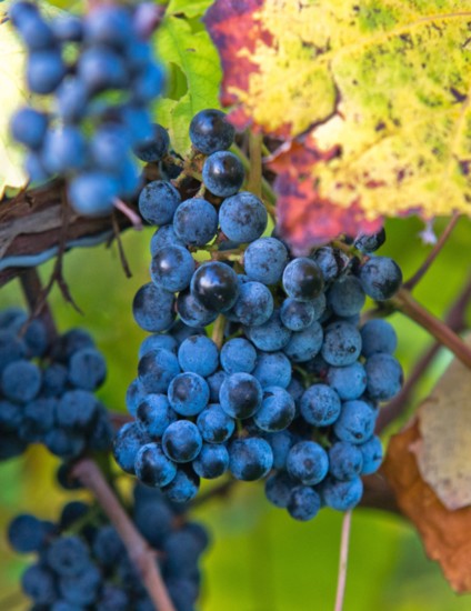 Fall Harvest