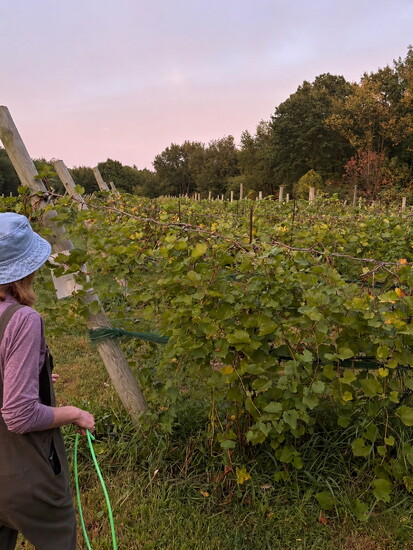 Lori Herron of Social Vines in Dexter