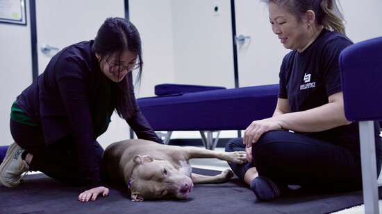 Hyunjung Lee, DC, LCP, cAVCA, owner of Family Chiropractic in Vernon Hills offers chiropractic care for pets