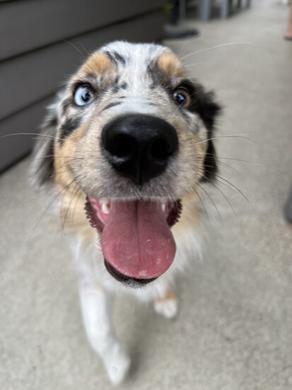 Pooch Approved Patios