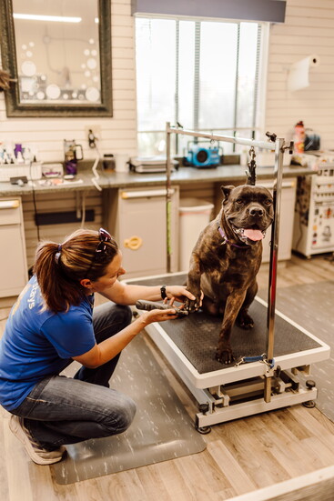 Highly rated grooming services by expert groomers for every breed.
