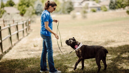 Training services are at the core of what Ralston Valley Canine offers with teaching foundational skills, living skills, obedience skills, and good manners.