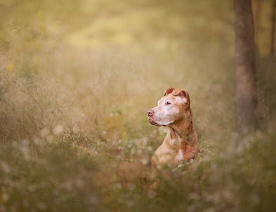 Peanut, Soule's dog and first ever portrait model.