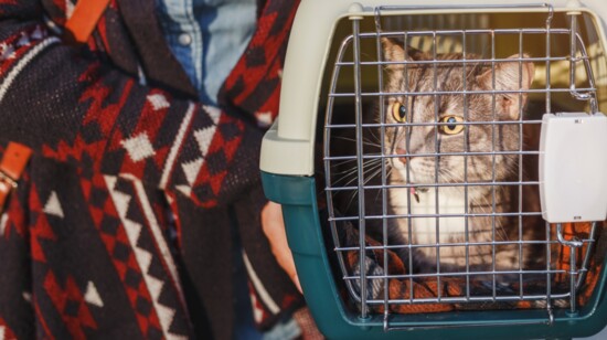 Your pet cat will be more comfortable upon arrival at your destination if you let it roam in a small room with a litter box, food bowl and water bowl.