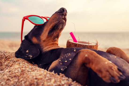 A dachsund drinking a coconut cocktail and wearing sunglasses on a beach vacation? Now, I've seen everything!