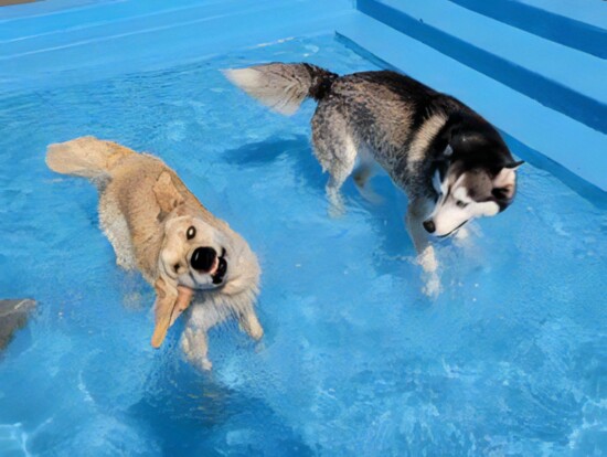 PetSuites Worthington