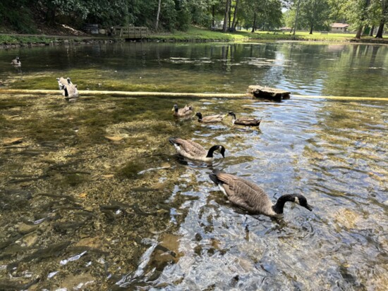 Geese at Rolater Park Horizontal.