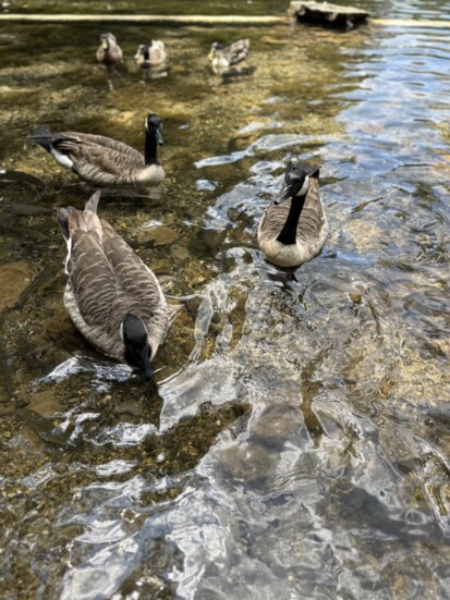 Geese at Rolater Park.