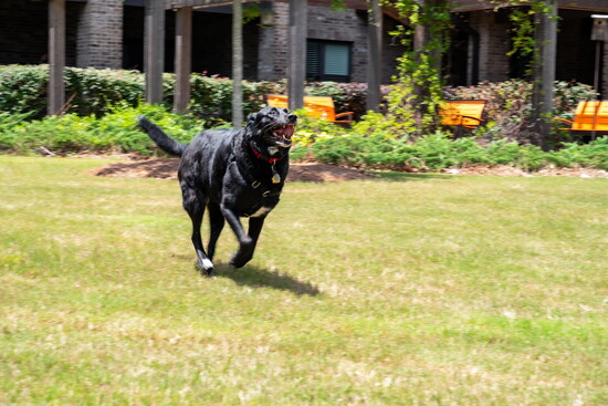 Muddy runs and plays all day at Village Park