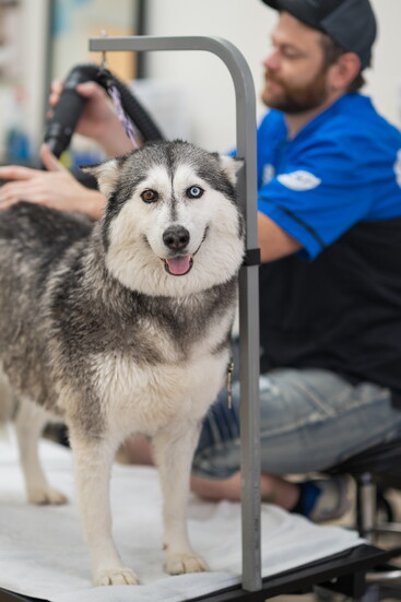 A calm touch. A gentle voice. A wagging tail. That’s what care looks like at The Canine Co.