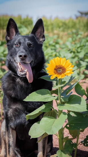 K-9 Basilone