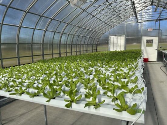 Hydroponic Greenhouse