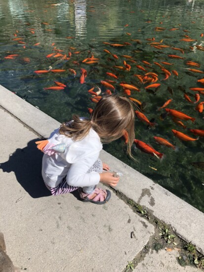 Koi Pond at the Ouray Hot Springs Pool