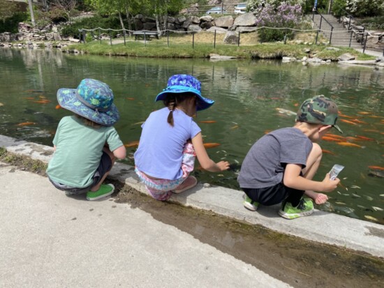 Feeding Koi at the Ouray Hot Springs Pool 