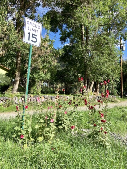 Spectacular Summer Blooms