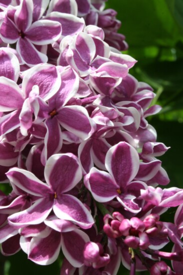 Lilacs have been growing on Mackinac Island for 200 years, making many of them the largest in the country.