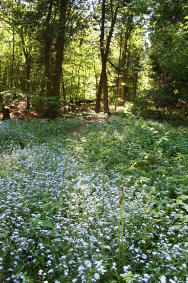 In the early summer, woods on the island are carpeted with wildflowers.