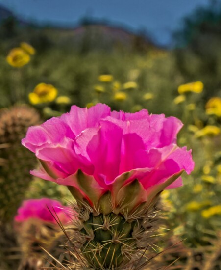 Pink Pear Cactus