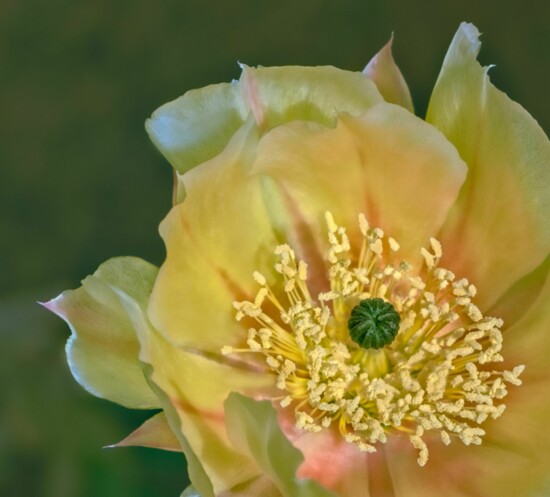 Yellow Pear Cactus