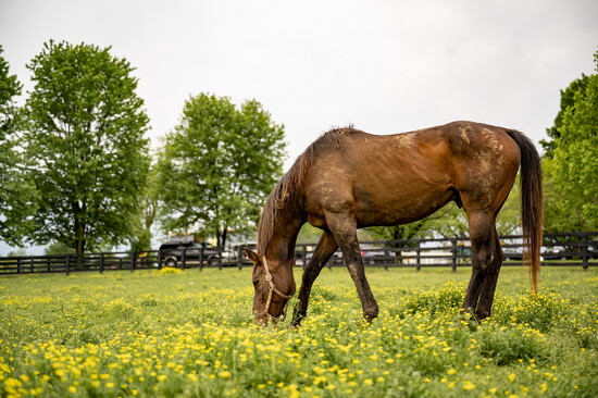 Old Friends Thoroughbred Retirement Farm.