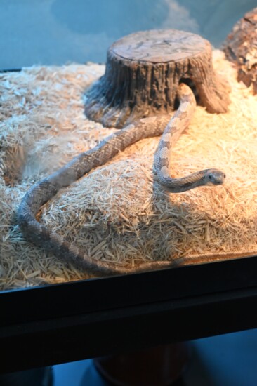 Gray Rat Snake, "Danger Noodle"