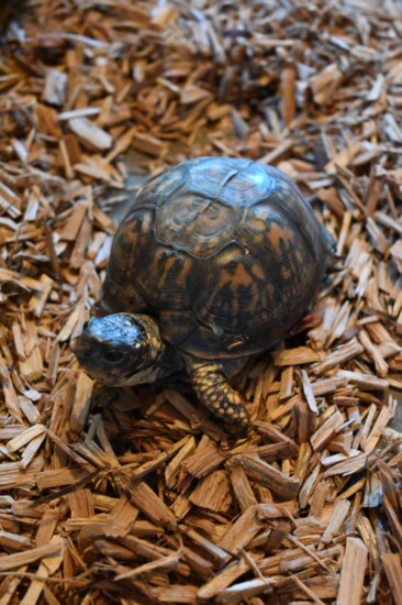"Rhoda" the Native Eastern Box Turtle