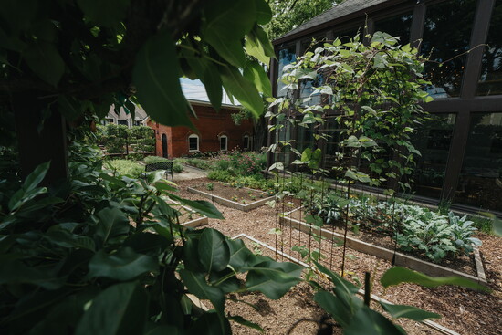 Husk's garden where kitchen and bar staff pick fresh ingredients.