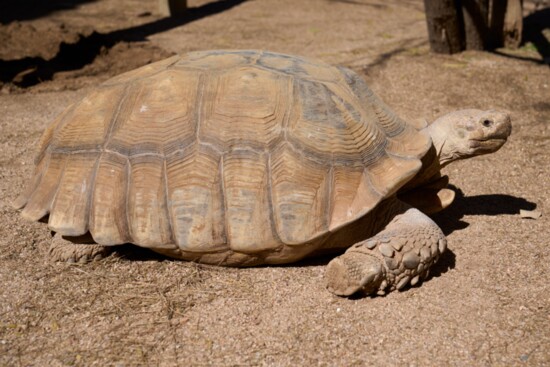 A happy tortoise. 