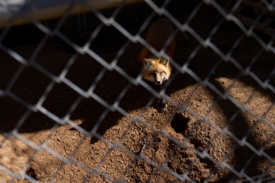 Glimpse of a rescued fox. 