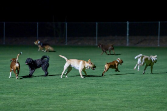 Dog park at Paloma Community Park at night