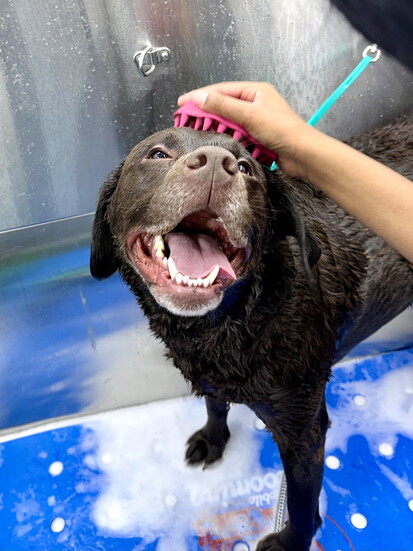 Zoomin Groomin