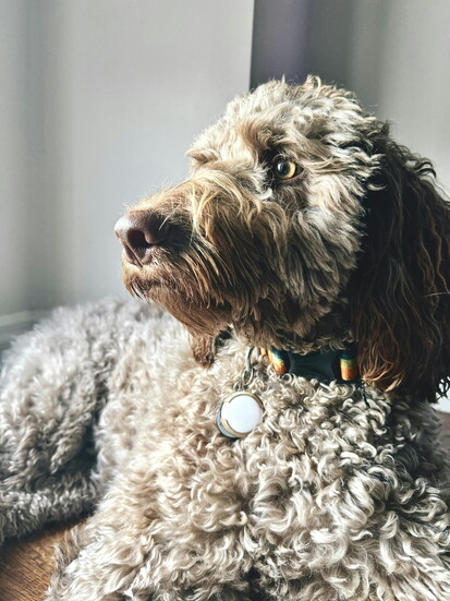 Canine Couture